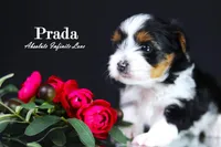 PRADA, a female Biewer for sale in Miami, FL – Photo 10 of 10