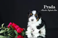 PRADA, a female Biewer for sale in Miami, FL – Photo 2 of 10