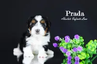 PRADA, a female Biewer for sale in Miami, FL – Photo 5 of 10