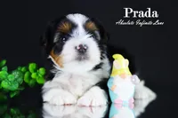 PRADA, a female Biewer for sale in Miami, FL – Photo 8 of 10