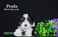 PRADA, a female Biewer for sale in Miami, FL – Photo 7 of 10
