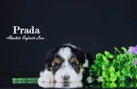 PRADA, a female Biewer for sale in Miami, FL – Photo 9 of 10