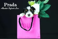 PRADA, a female Biewer for sale in Miami, FL – Photo 3 of 10