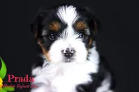 PRADA, a female Biewer for sale in Miami, FL – Photo 4 of 10