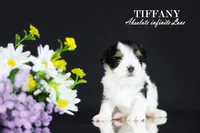 Tiny Tiffany, a female Biewer for sale in Miami, FL – Photo 6 of 10