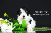 Tiny Tiffany, a female Biewer for sale in Miami, FL – Photo 9 of 10