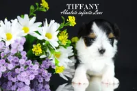 Tiny Tiffany, a female Biewer for sale in Miami, FL – Photo 10 of 10