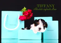 Tiny Tiffany, a female Biewer for sale in Miami, FL – Photo 5 of 10