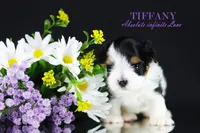 Tiny Tiffany, a female Biewer for sale in Miami, FL – Photo 8 of 10