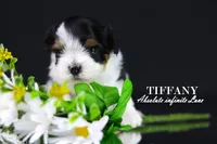 Tiny Tiffany, a female Biewer for sale in Miami, FL – Photo 4 of 10