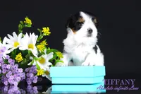 Tiny Tiffany, a female Biewer for sale in Miami, FL – Photo 3 of 10