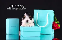 Tiny Tiffany, a female Biewer for sale in Miami, FL – Photo 2 of 10