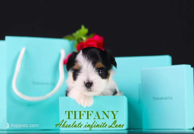 Tiny Tiffany – Biewer puppy for sale in Miami, FL