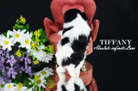 Tiny Tiffany, a female Biewer for sale in Miami, FL – Photo 7 of 10