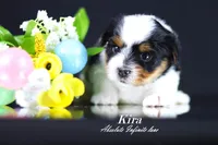 Kira, a  Biewer for sale in Miami, FL – Photo 2 of 9