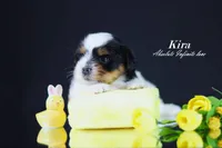 Kira, a  Biewer for sale in Miami, FL – Photo 3 of 9