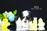 Kira, a  Biewer for sale in Miami, FL – Photo 5 of 9