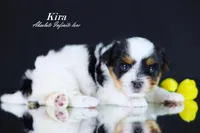 Kira, a  Biewer for sale in Miami, FL – Photo 9 of 9