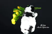 Kira, a  Biewer for sale in Miami, FL – Photo 8 of 9