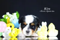 Kira, a  Biewer for sale in Miami, FL – Photo 7 of 9