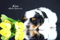 Kira, a  Biewer for sale in Miami, FL – Photo 4 of 9