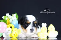 Kira, a  Biewer for sale in Miami, FL – Photo 1 of 9