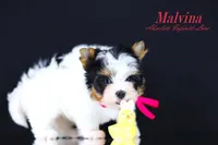 Malvina, a female Biewer for sale in Miami, FL – Photo 7 of 10