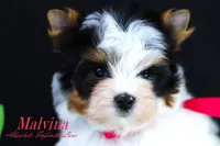 Malvina, a female Biewer for sale in Miami, FL – Photo 6 of 10