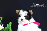 Malvina, a female Biewer for sale in Miami, FL – Photo 3 of 10