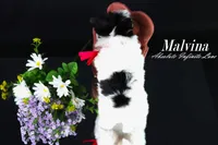 Malvina, a female Biewer for sale in Miami, FL – Photo 2 of 10