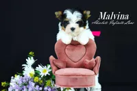 Malvina, a female Biewer for sale in Miami, FL – Photo 4 of 10