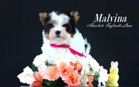 Malvina, a female Biewer for sale in Miami, FL – Photo 9 of 10