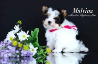 Malvina, a female Biewer for sale in Miami, FL – Photo 5 of 10