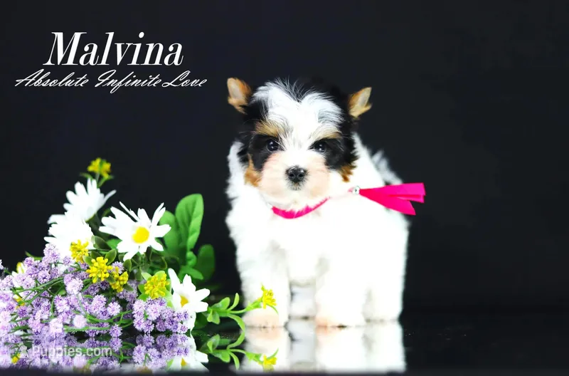 Malvina – Biewer puppy for sale in Miami, FL