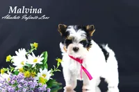 Malvina, a female Biewer for sale in Miami, FL – Photo 10 of 10