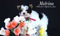 Malvina, a female Biewer for sale in Miami, FL – Photo 8 of 10