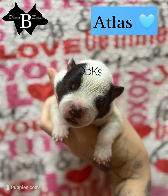 Atlas  – Australian Cattle Dog puppy for sale in Danville City, VA