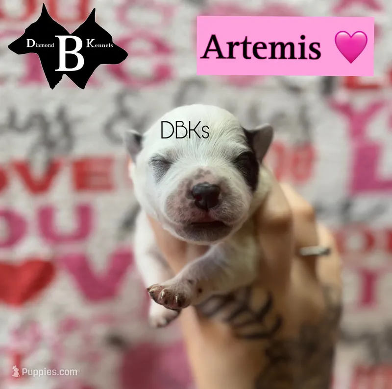 Artemis  – Australian Cattle Dog puppy for sale in Danville City, VA