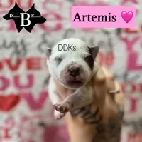 Artemis , a female Australian Cattle Dog for sale in Danville City, VA – 1 of 1