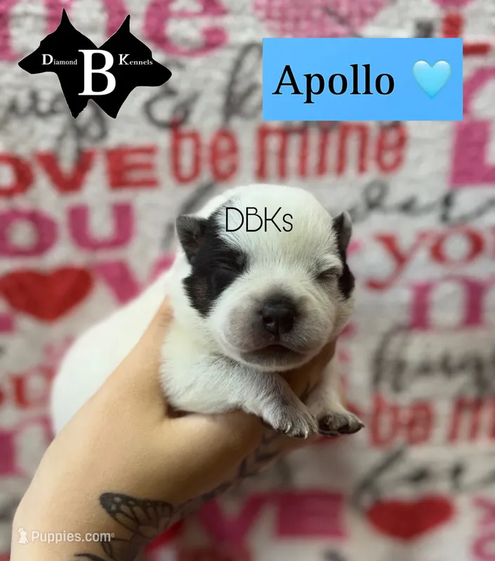 Apollo  – Australian Cattle Dog puppy for sale in Danville City, VA