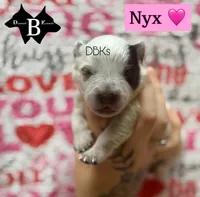 Nyx, a female Australian Cattle Dog for sale in Danville City, VA – 1 of 1