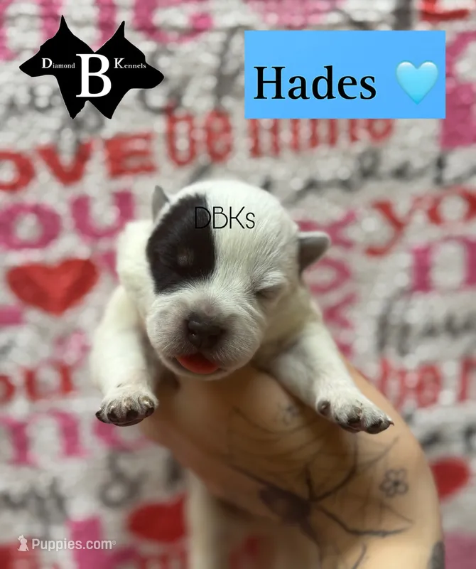 Hades – Australian Cattle Dog puppy for sale in Danville City, VA