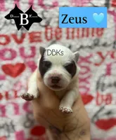 Zeus , a male Australian Cattle Dog for sale in Danville City, VA – 1 of 1