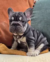 Marbles, a female French Bulldog for sale in Shippensburg, PA – Photo 4 of 4