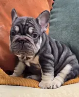 Marbles, a female French Bulldog for sale in Shippensburg, PA – Photo 2 of 4