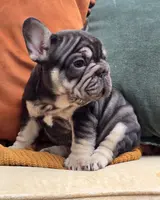 Marbles, a female French Bulldog for sale in Shippensburg, PA – Photo 3 of 4