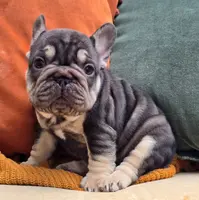 Marbles, a female French Bulldog for sale in Shippensburg, PA – Photo 1 of 4