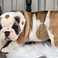 Bella, a female English Bulldog for sale in Shippensburg, PA – Photo 1 of 5