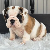 Bella, a female English Bulldog for sale in Shippensburg, PA – Photo 4 of 5