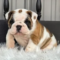 Bella, a female English Bulldog for sale in Shippensburg, PA – Photo 2 of 5